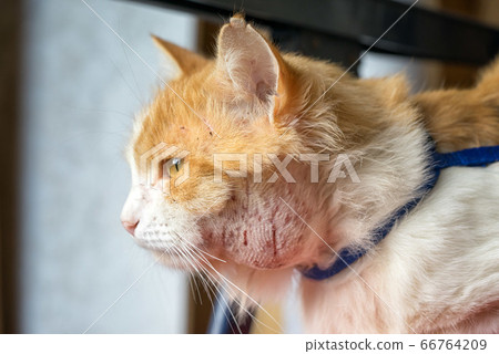 Abscess on the cats neck. Animals walking on the 66764209