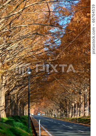 Metasequoia Tree Line 66764539