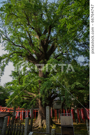 Kishi Mother Shrine grounds Grand Prince 66764747