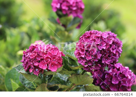 Ka Haya的鄉村繡球節 66764814