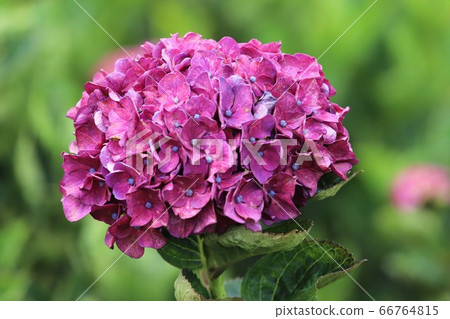 Ka Haya的鄉村繡球節 66764815