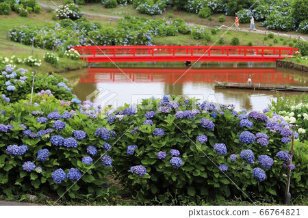 Ka Haya's Village Hydrangea Festival 66764821