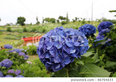 Ka Haya's Village Hydrangea Festival Ka Haya's Village Hydrangea Festival 66764833