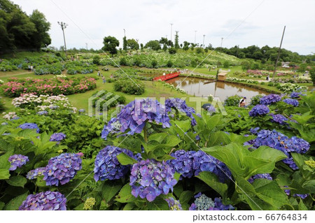 Ka Haya's Village Hydrangea Festival Ka Haya's Village Hydrangea Festival 66764834