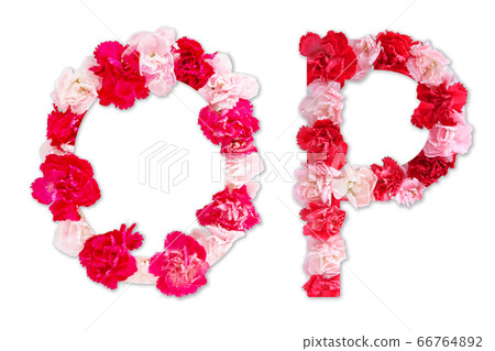 flower font alphabet O P set (collection A-Z), made from real Carnation flowers pink, red color with paper cut shape of capital letter. flora font for text, typography decoration isolated on white 66764892