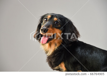 Miniature dachshund portrait 66764905