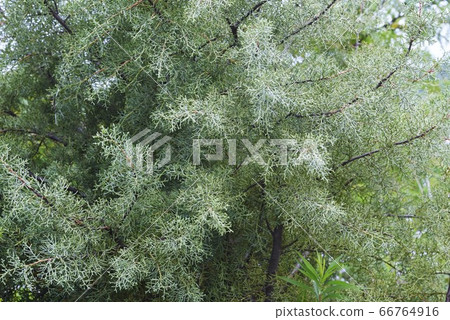 Arizonite cedar blue ice Arizonite cedar blue ice 66764916