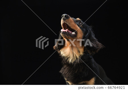 Portrait of a miniature dachshund on a black background 66764921