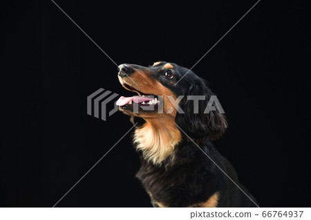Portrait of a miniature dachshund on a black background Portrait of a miniature dachshund on a black background 66764937
