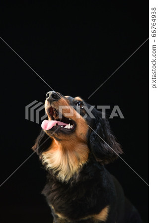 迷你臘腸狗在黑色背景上的肖像 迷你臘腸狗在黑色背景上的肖像 66764938