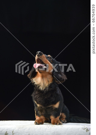 Portrait of a miniature dachshund on a black background 66764939