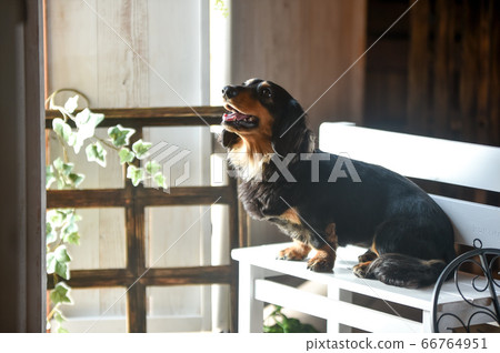 Miniature dachshund portrait 66764951