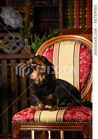 迷你臘腸狗擺在復古的背景 66764985