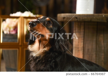 Miniature dachshund posing in retro background 66764987