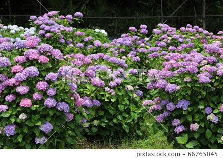 Ka Haya's Village Hydrangea Festival Ka Haya's Village Hydrangea Festival 66765045