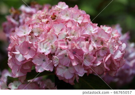 Ka Haya's Village Hydrangea Festival 66765057