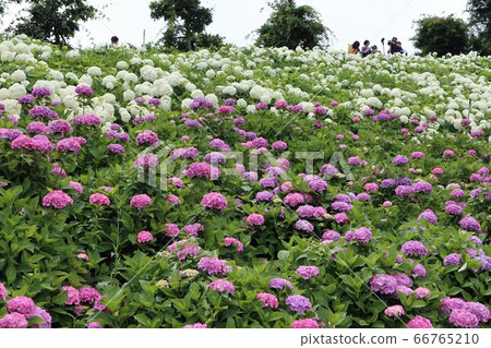 Ka Haya's Village Hydrangea Festival Ka Haya's Village Hydrangea Festival 66765210