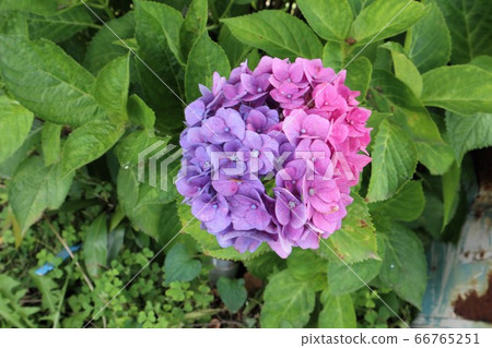 Ka Haya's Village Hydrangea Festival 66765251