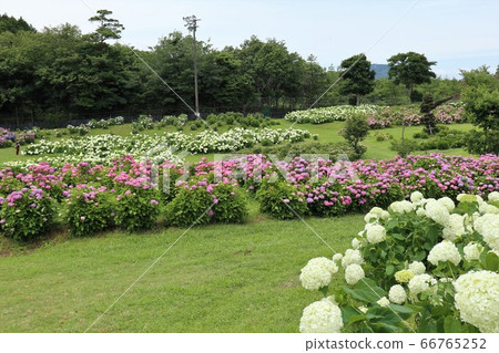Ka Haya's Village Hydrangea Festival 66765252