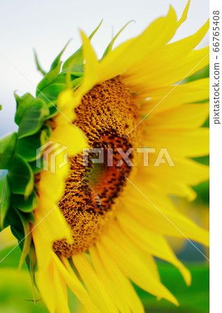 Honey bee Honey bee 66765408