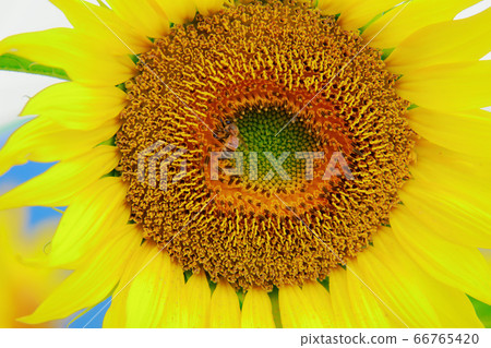 Honey bee 66765420