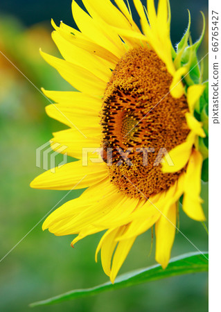 Honey bee Honey bee 66765427