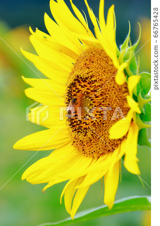 Honey bee Honey bee 66765428
