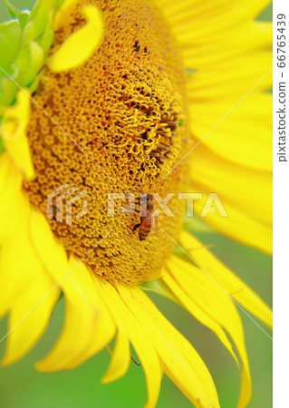 Honey bee Honey bee 66765439