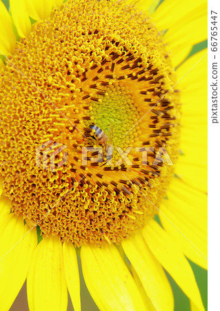 Honey bee Honey bee 66765447