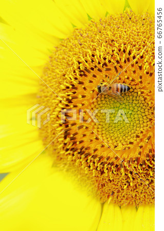 Honey bee Honey bee 66765456