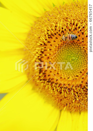 Honey bee Honey bee 66765457