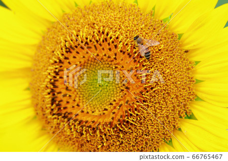 Honey bee 66765467