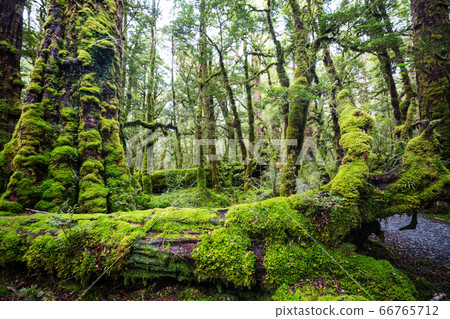 New Zealand forest New Zealand forest 66765712