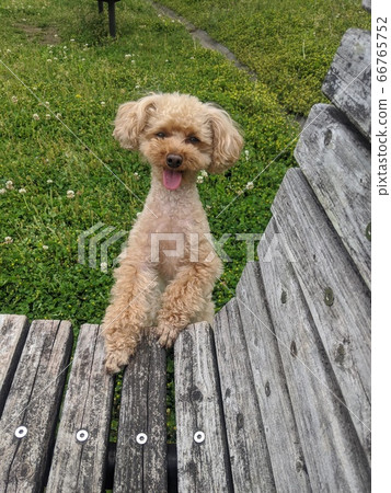 玩具貴賓犬阿蘇比 玩具貴賓犬阿蘇比 66765752