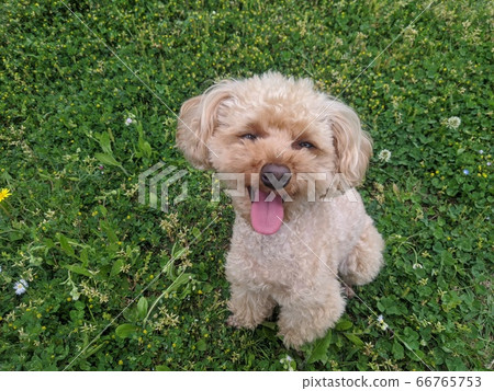 玩具貴賓犬阿蘇比 玩具貴賓犬阿蘇比 66765753