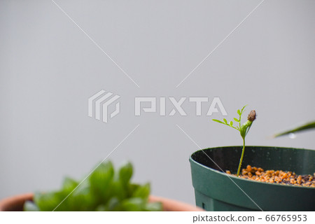 歐寶Clicaria Decary幼苗 歐寶Clicaria Decary幼苗 66765953
