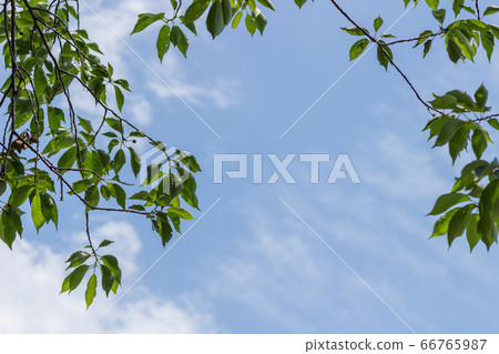 Fresh green cherry tree Fresh green cherry tree 66765987