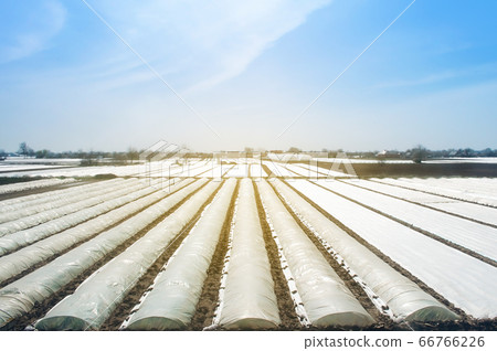 Agricultural field plantation covered with white spunbond agrofibre. Increased plant survival crop. Greenhouses to accelerate the growth and protection of plants. Early start of sowing season. 66766226