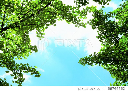 Ginkgo leaf contrast Ginkgo leaf contrast 66766362
