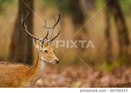 Male Barasingha or Rucervus duvaucelii or Swamp 66766425