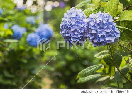 繡球花季節 66766646