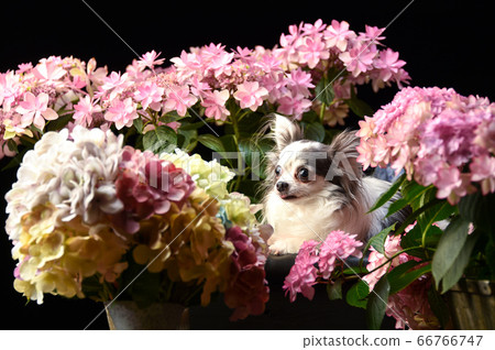 Chihuahua surrounded by hydrangeas 66766747