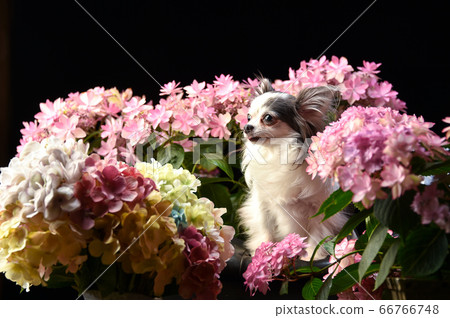 Chihuahua surrounded by hydrangeas 66766748