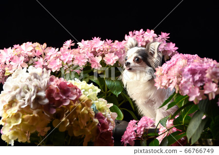 Chihuahua surrounded by hydrangeas 66766749