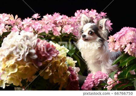 Chihuahua surrounded by hydrangeas 66766750