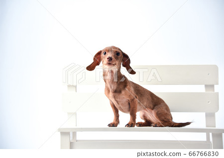 Dachshund portrait on white background 66766830