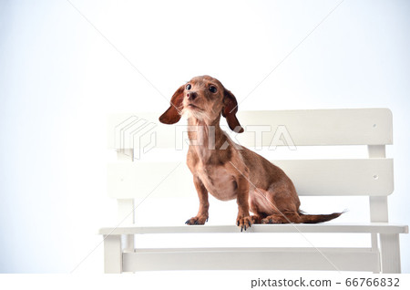 Dachshund portrait on white background 66766832