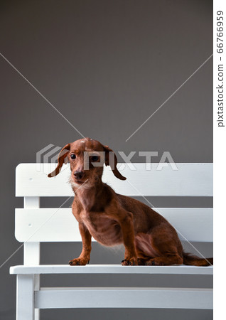 Dachshund portrait on black background 66766959