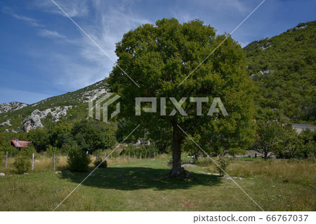 Intense sunlight, deadly trees in the park, and trees on the ground. 66767037