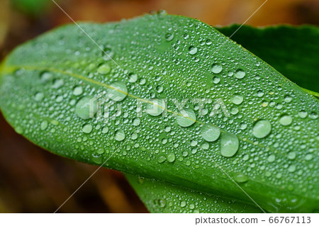 Water droplets on leaves 66767113